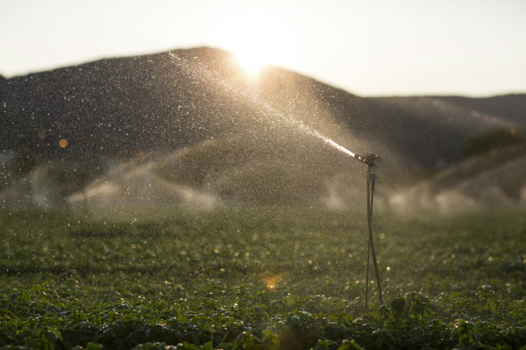 Detail of a sprinkler during the irrigation of a basil field at